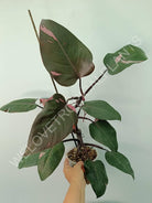 Philodendron pink princess XL