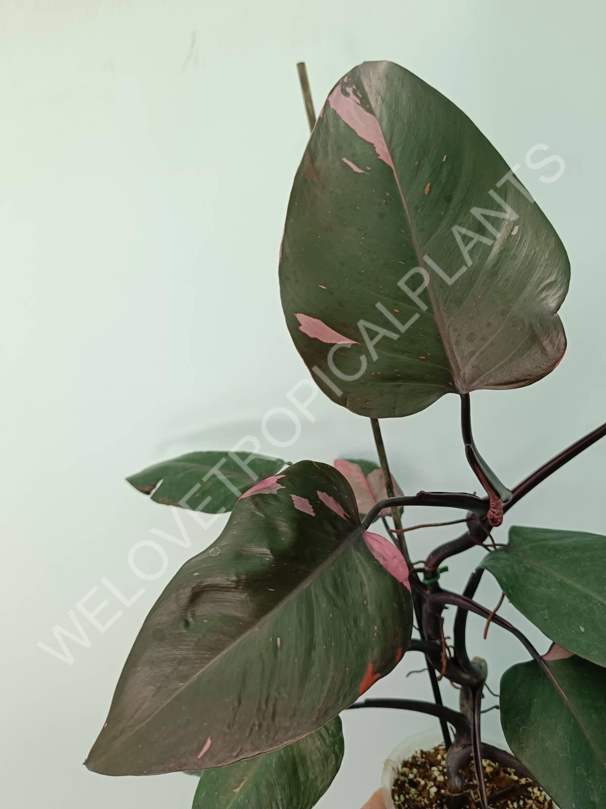 Philodendron pink princess XL