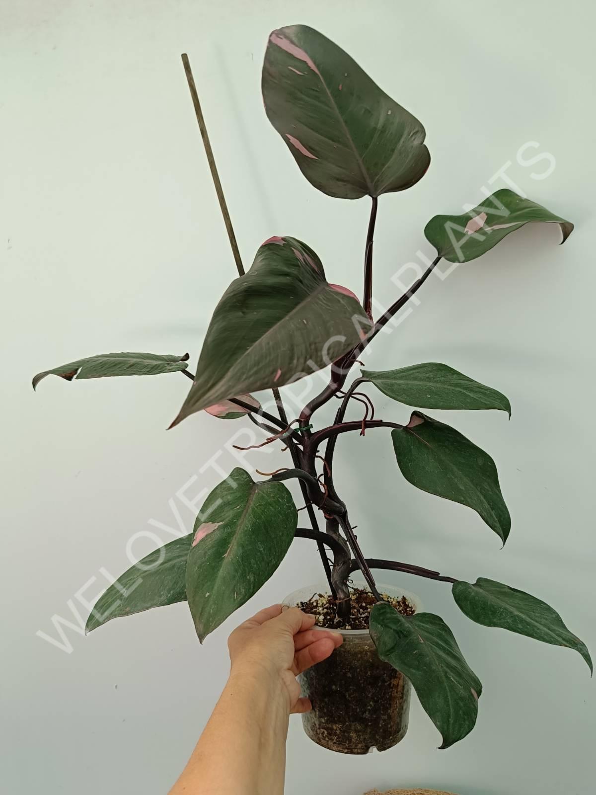 Philodendron pink princess XL