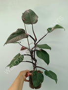 Philodendron pink princess XL