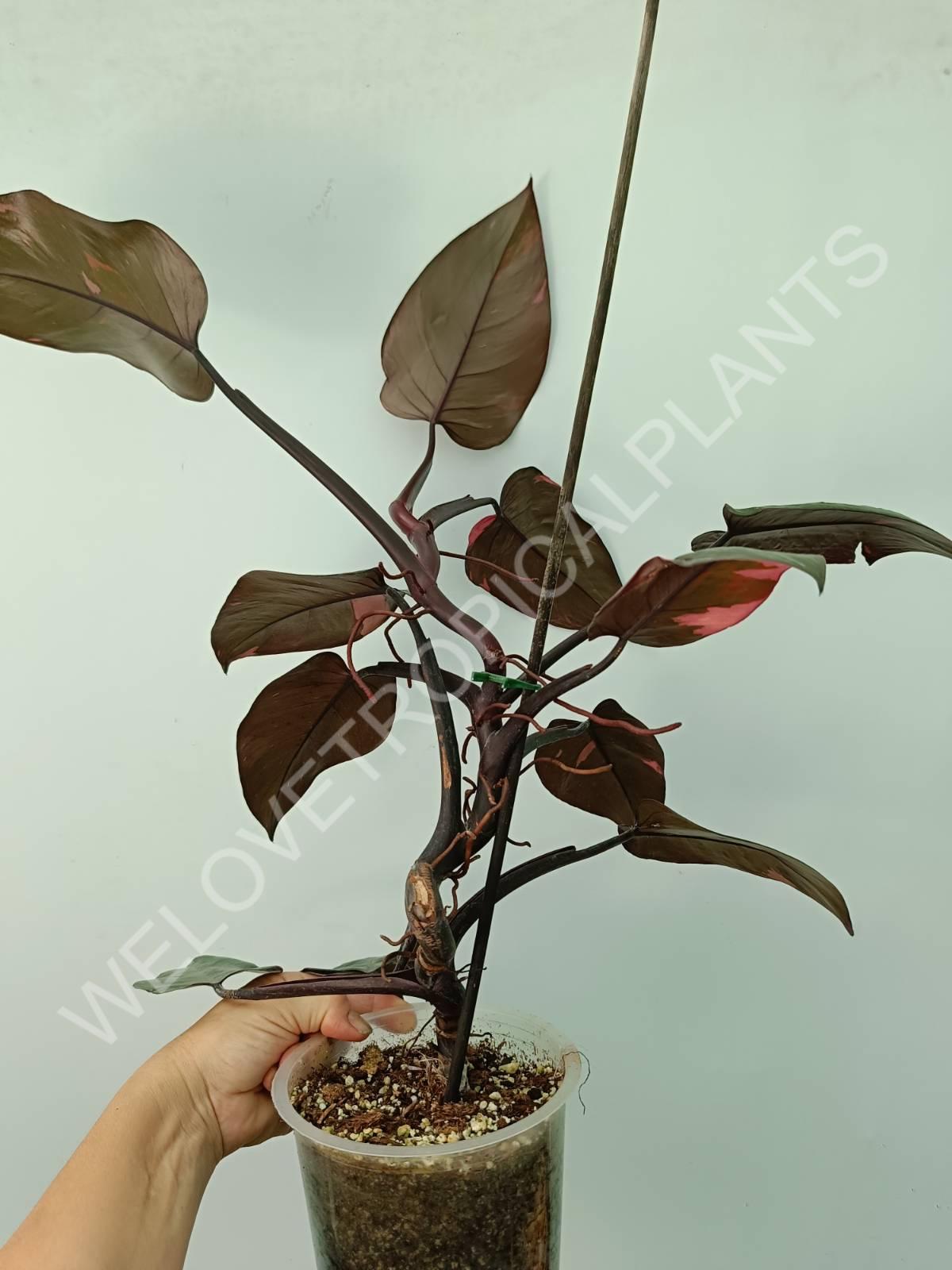 Philodendron pink princess XL