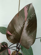 Philodendron pink princess XL