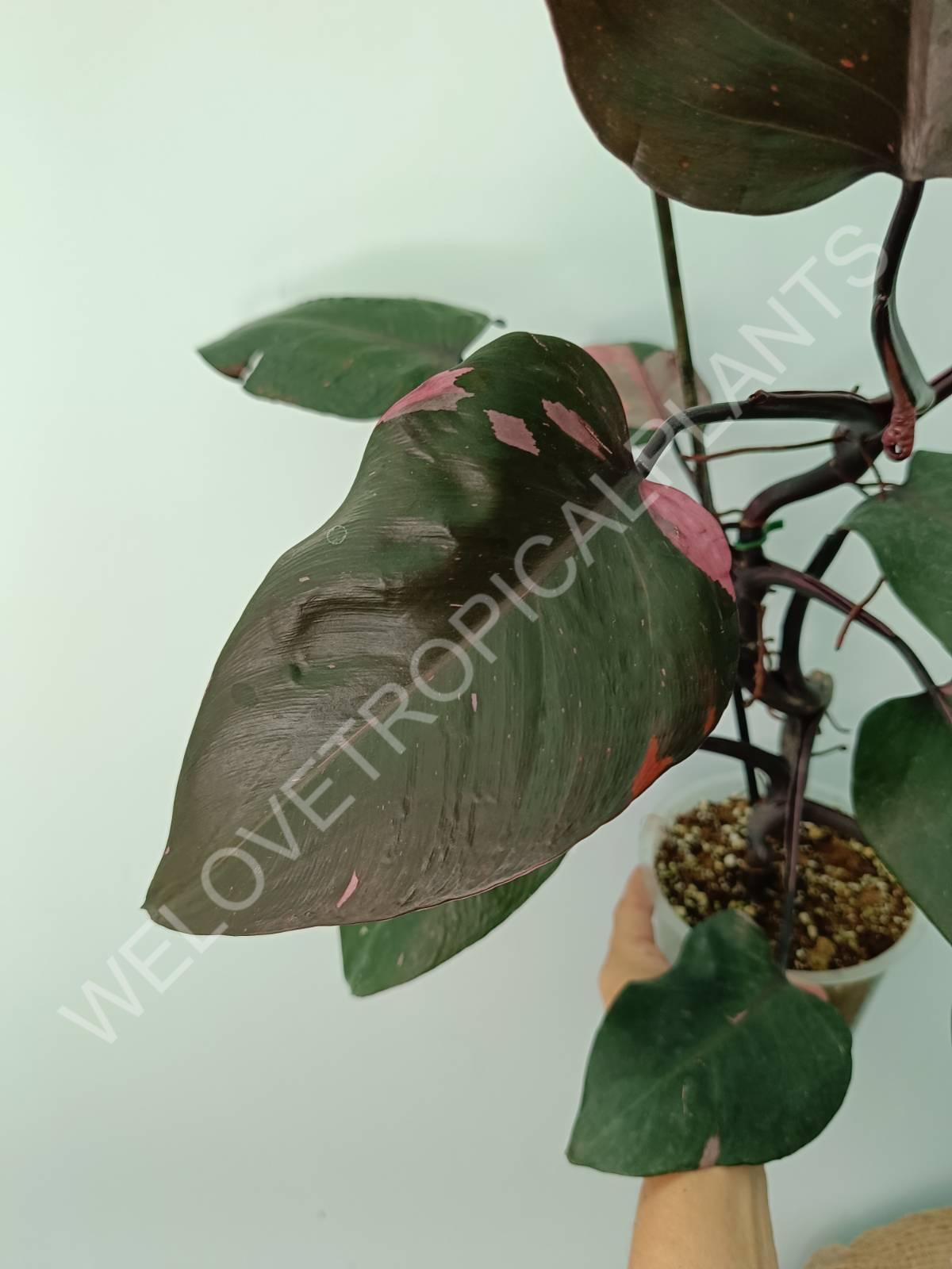 Philodendron pink princess XL