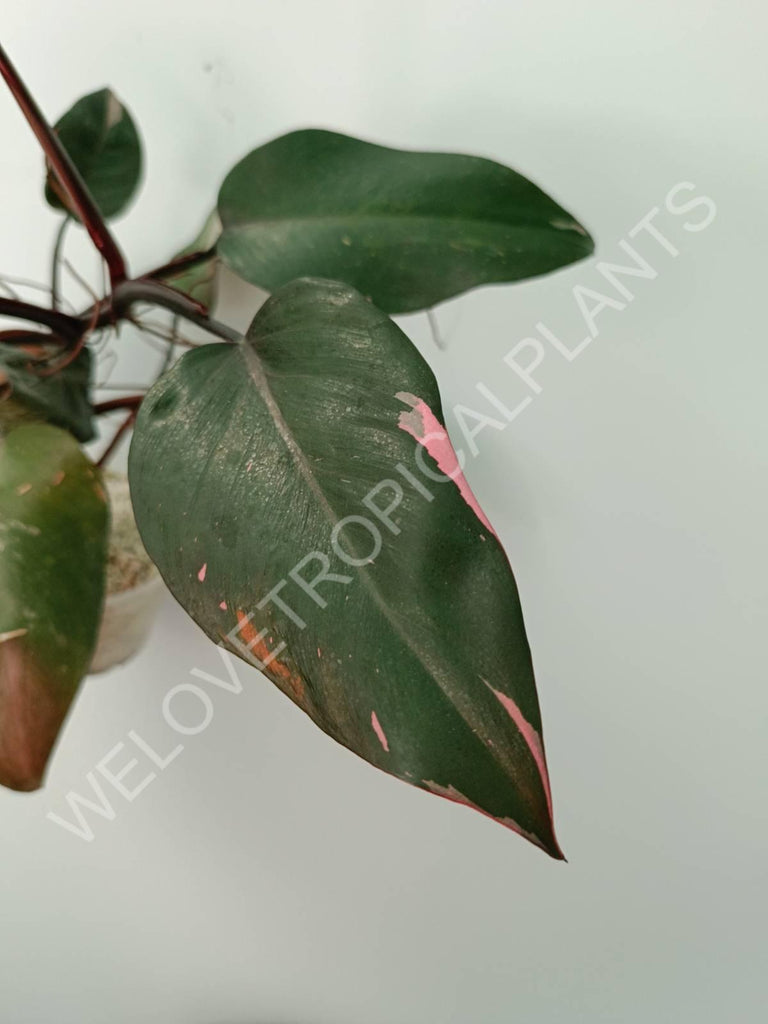 Philodendron pink princess 