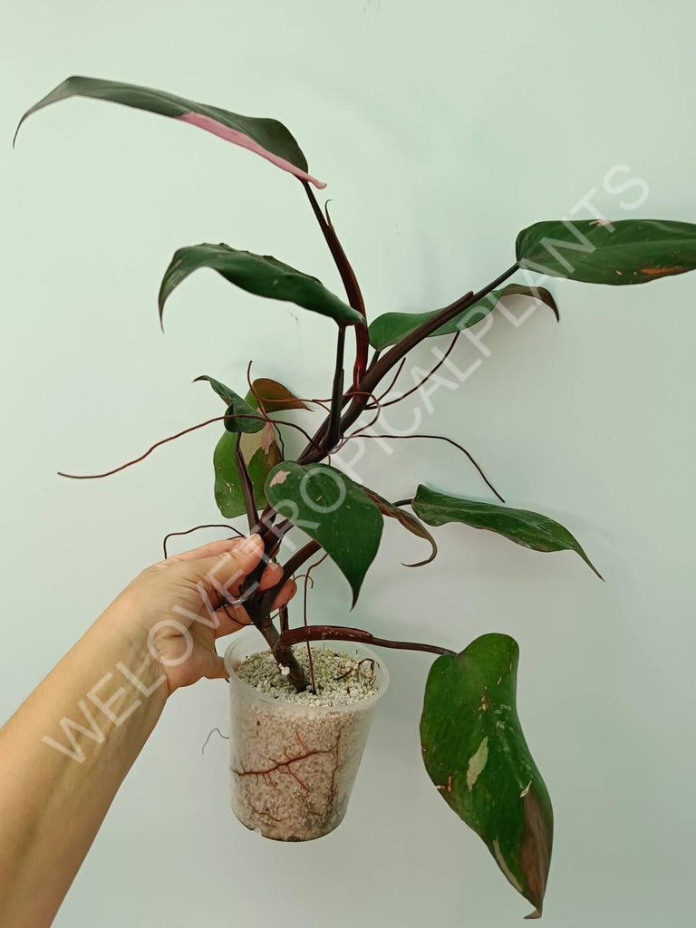 Philodendron pink princess 