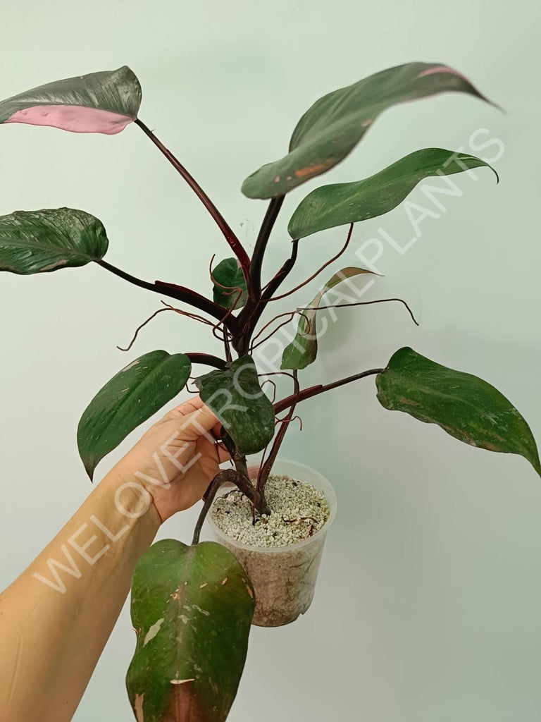 Philodendron pink princess 