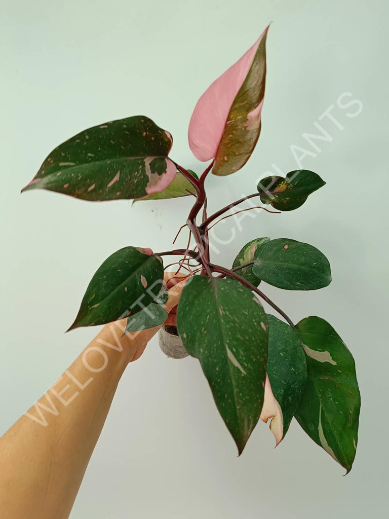 Philodendron pink princess 