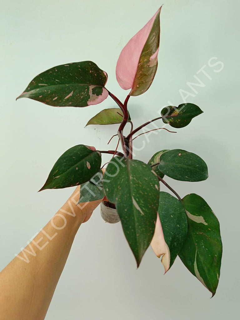 Philodendron pink princess 