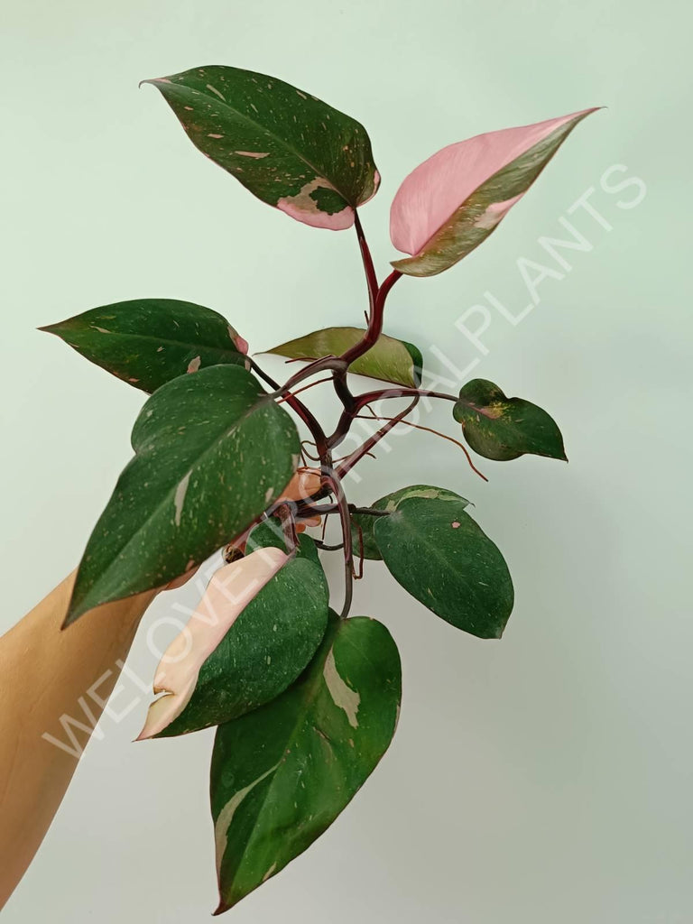 Philodendron pink princess 