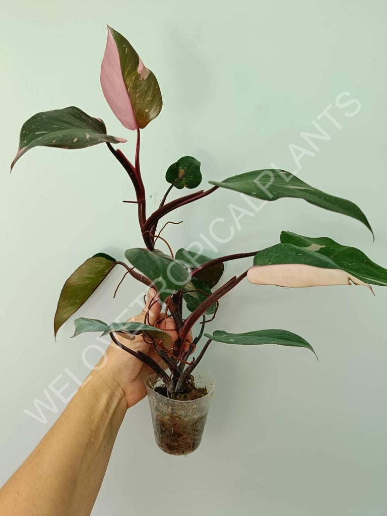 Philodendron pink princess 