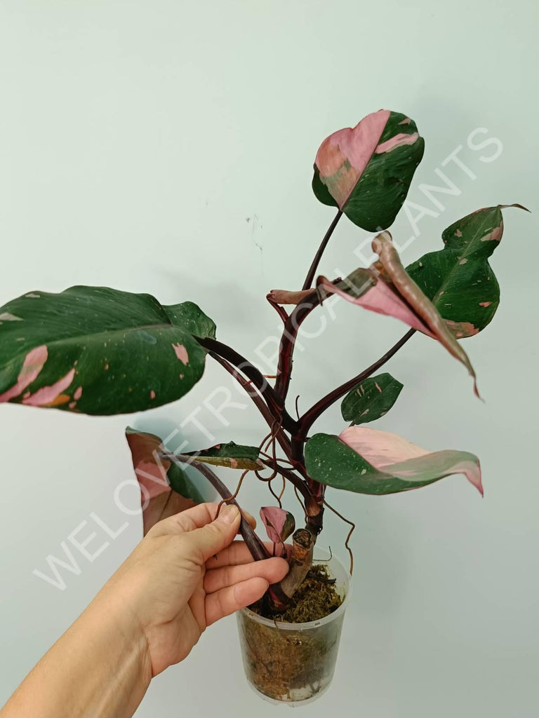 Philodendron pink princess 