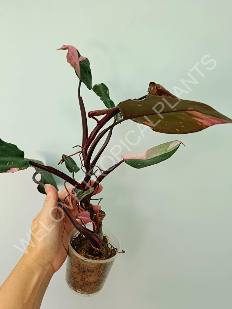 Philodendron pink princess 