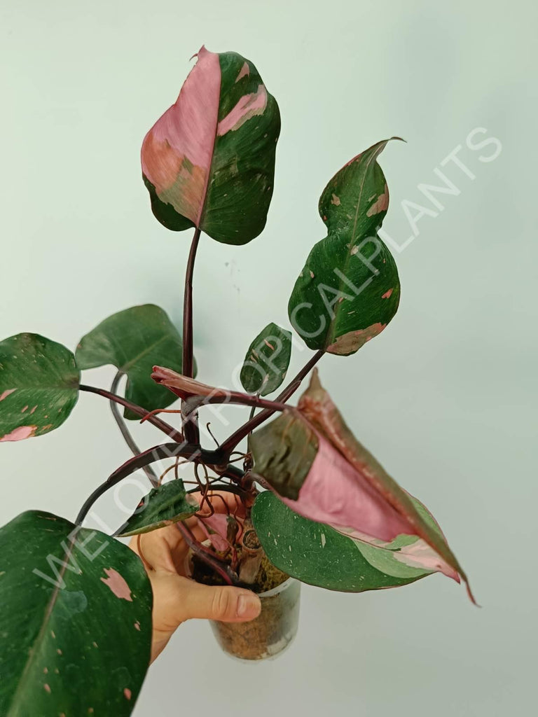 Philodendron pink princess 