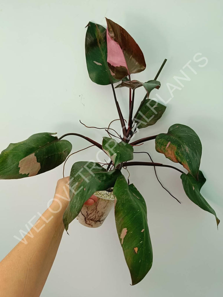 Philodendron pink princess 