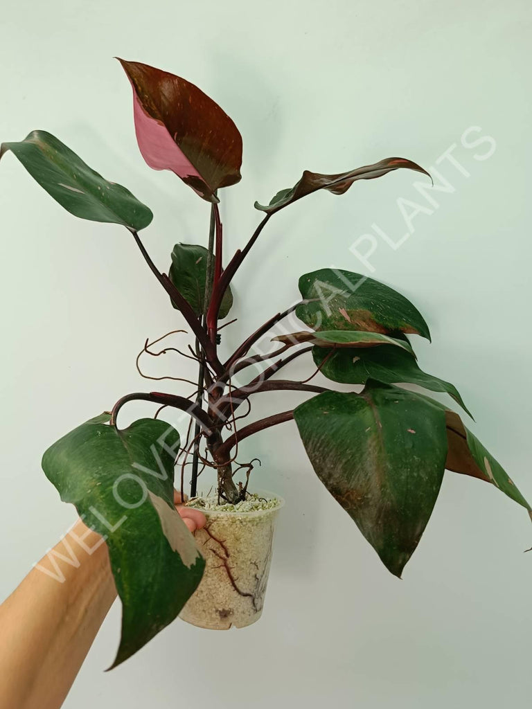 Philodendron pink princess 