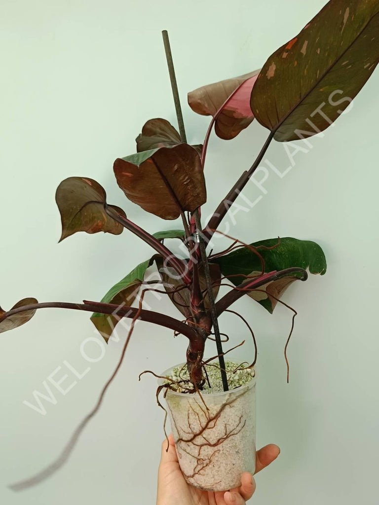 Philodendron pink princess 