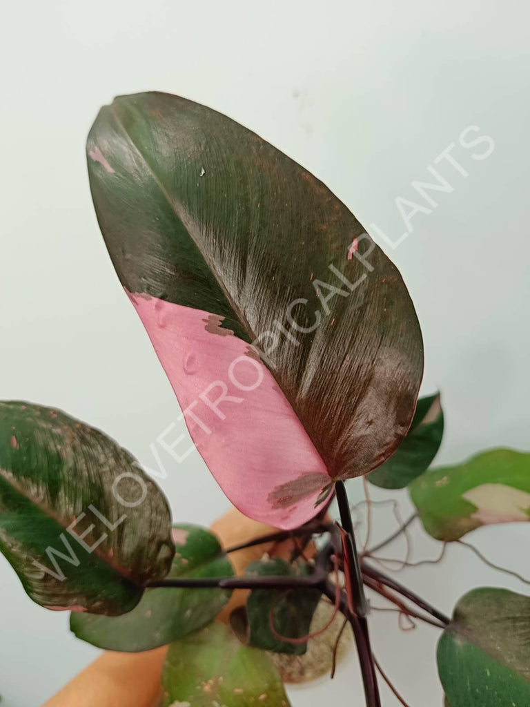 Philodendron pink princess 