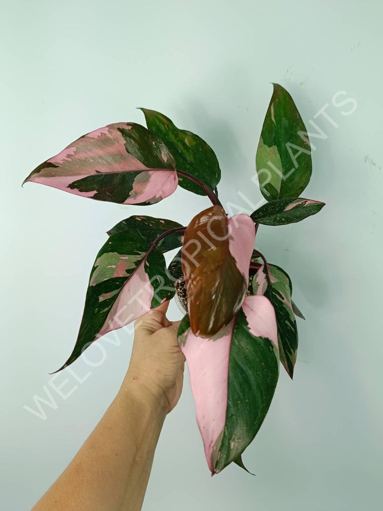 Philodendron pink princess variegata