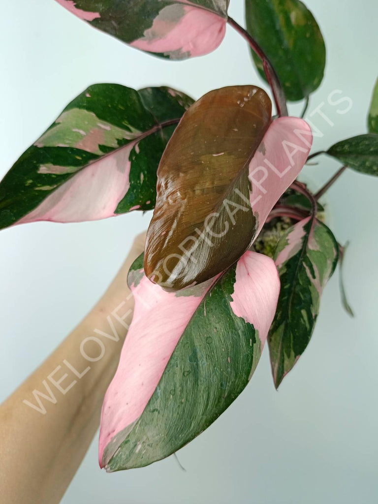 Philodendron pink princess variegata