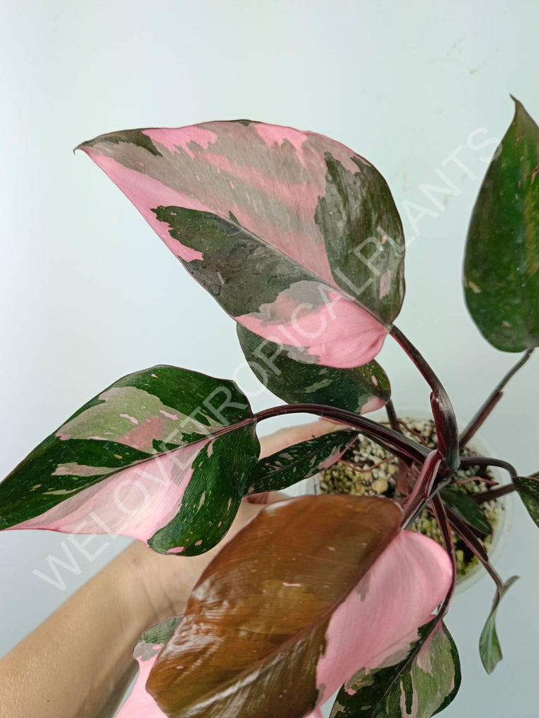 Philodendron pink princess variegata