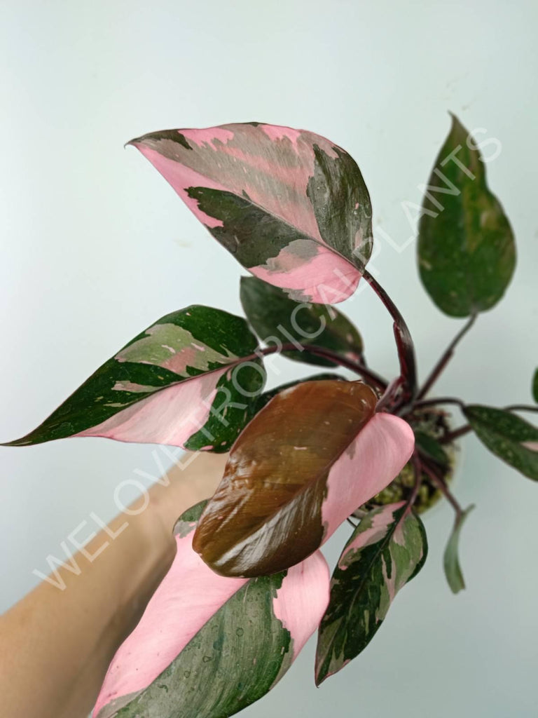 Philodendron pink princess variegata