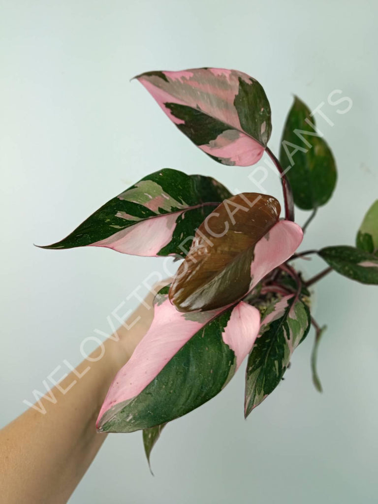 Philodendron pink princess variegata