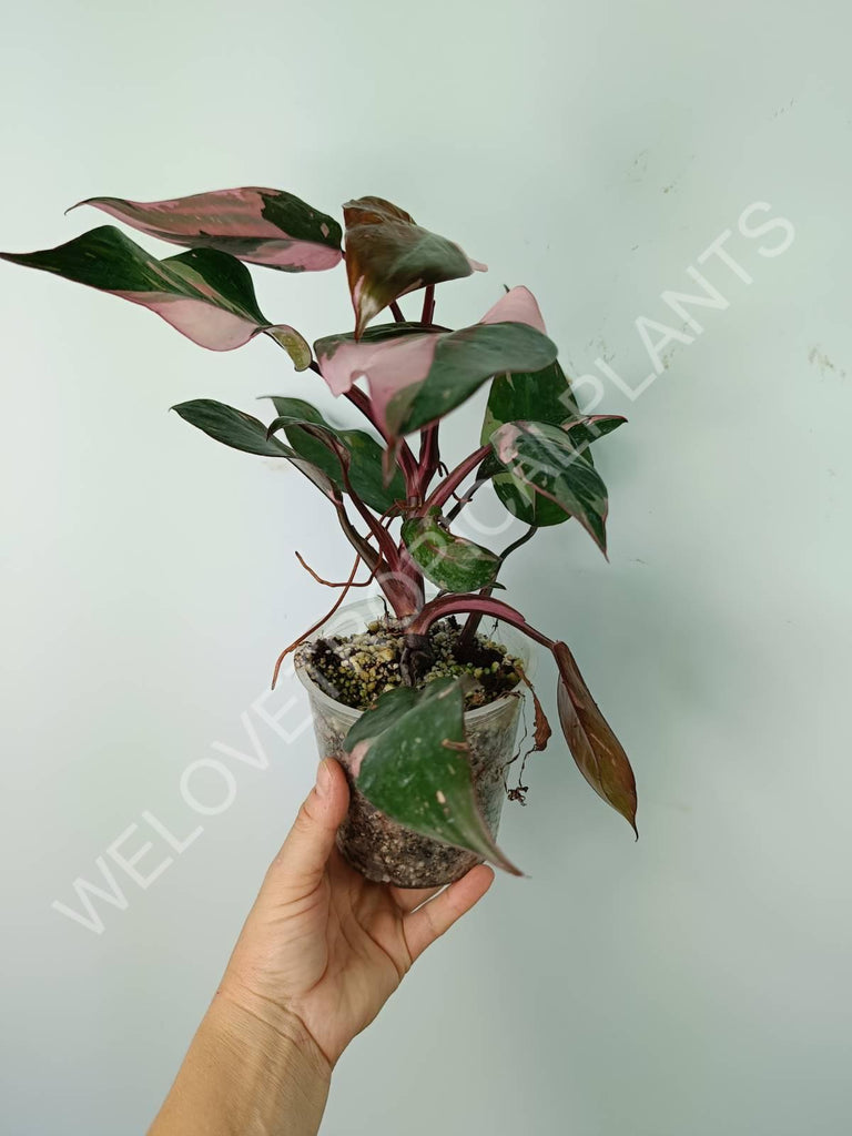 Philodendron pink princess variegata