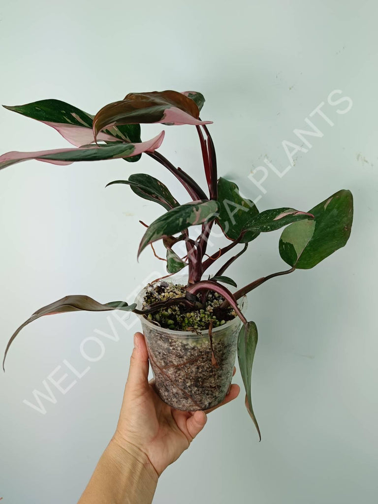 Philodendron pink princess variegata