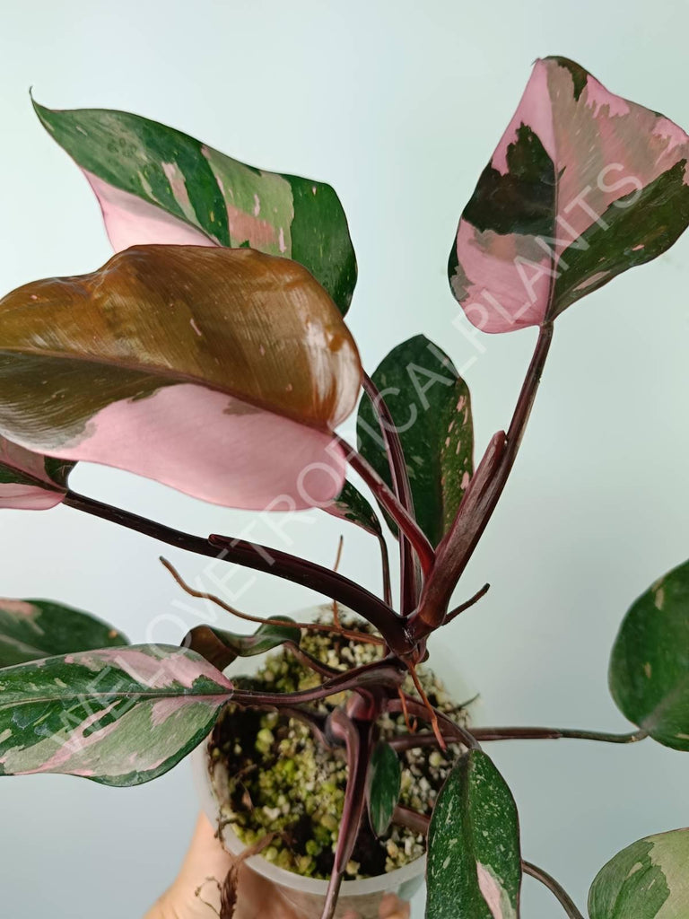 Philodendron pink princess variegata