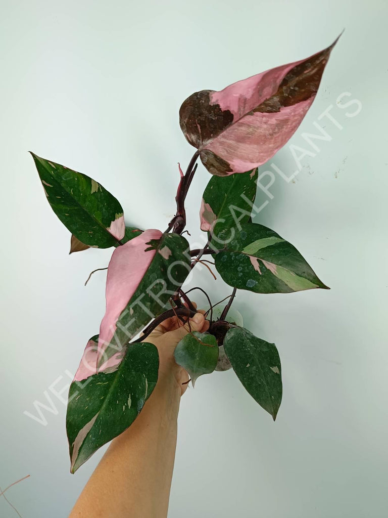 Philodendron pink princess variegata