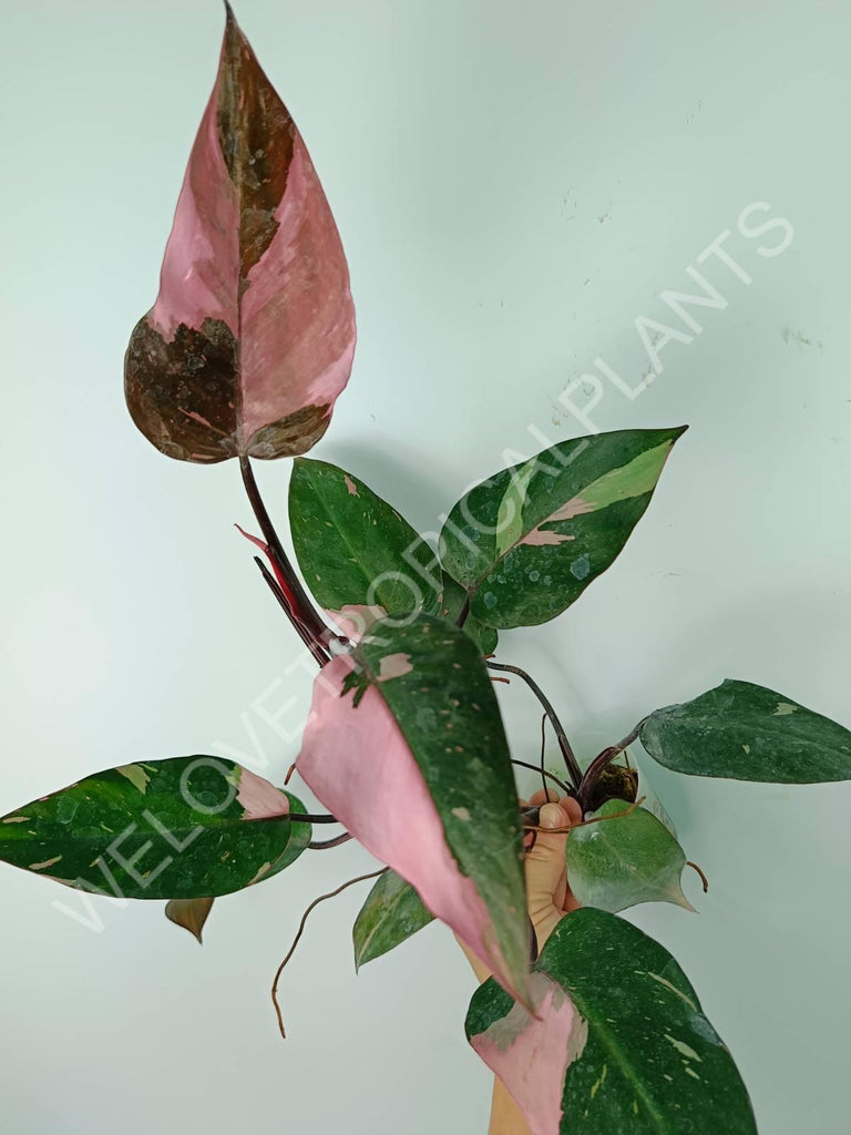 Philodendron pink princess variegata