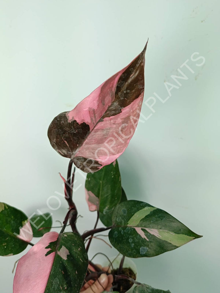 Philodendron pink princess variegata