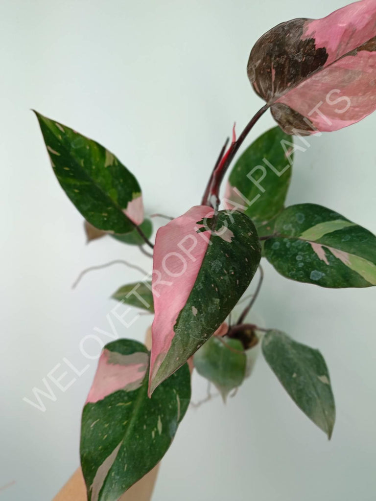 Philodendron pink princess variegata