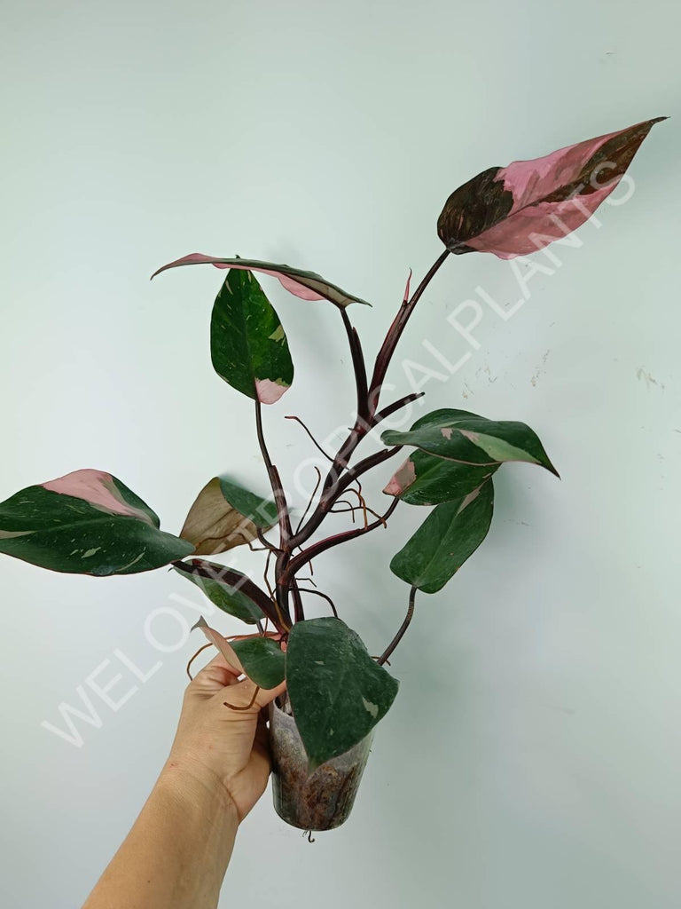 Philodendron pink princess variegata