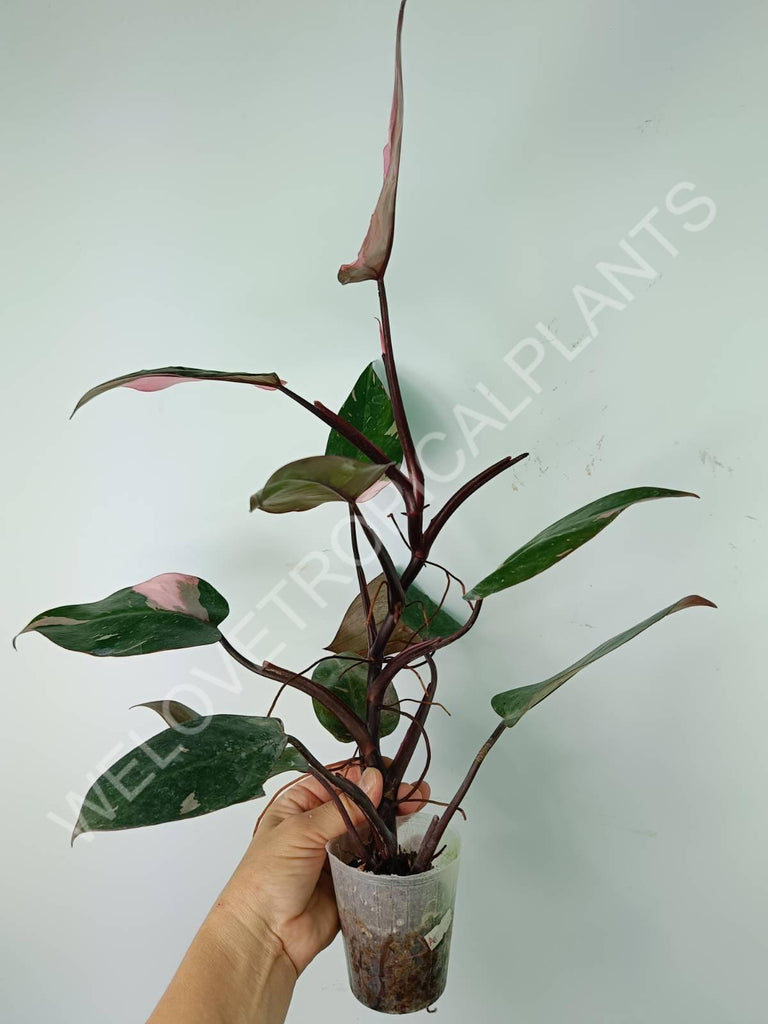 Philodendron pink princess variegata