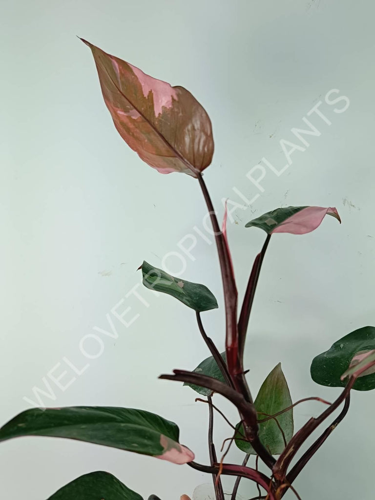 Philodendron pink princess variegata