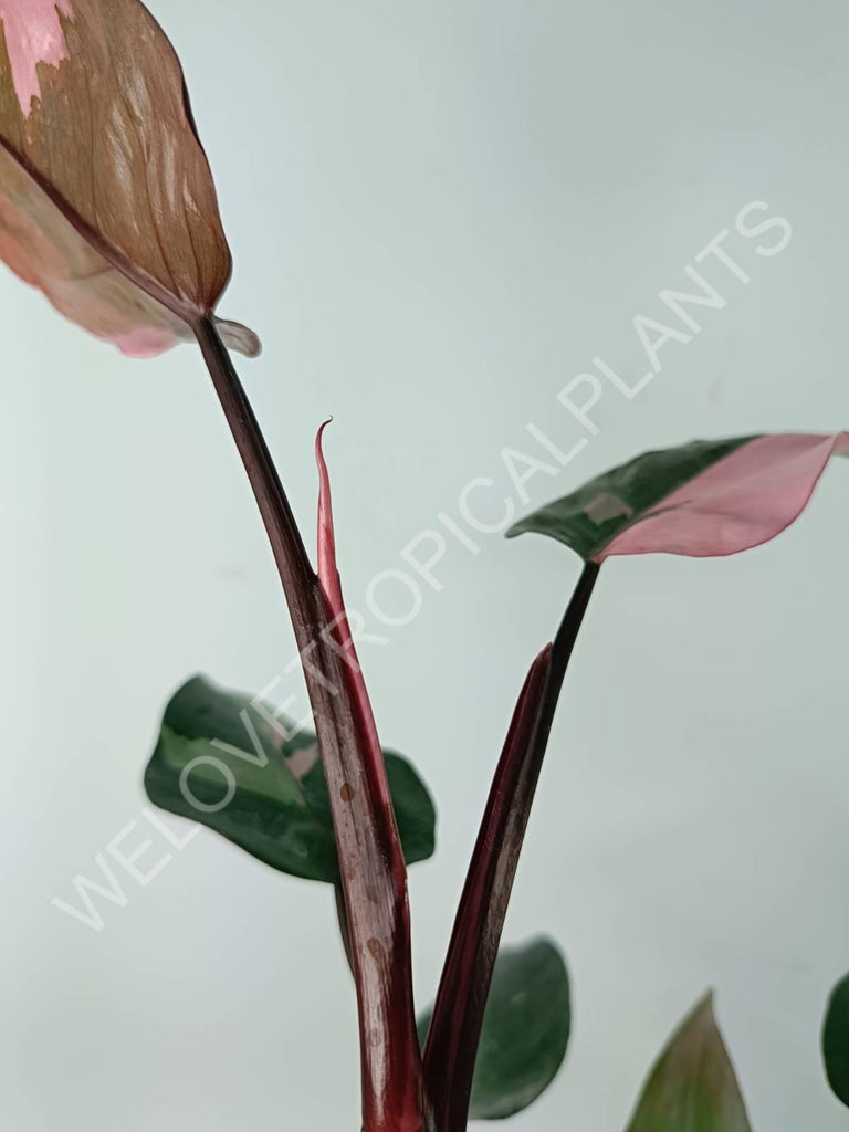 Philodendron pink princess variegata