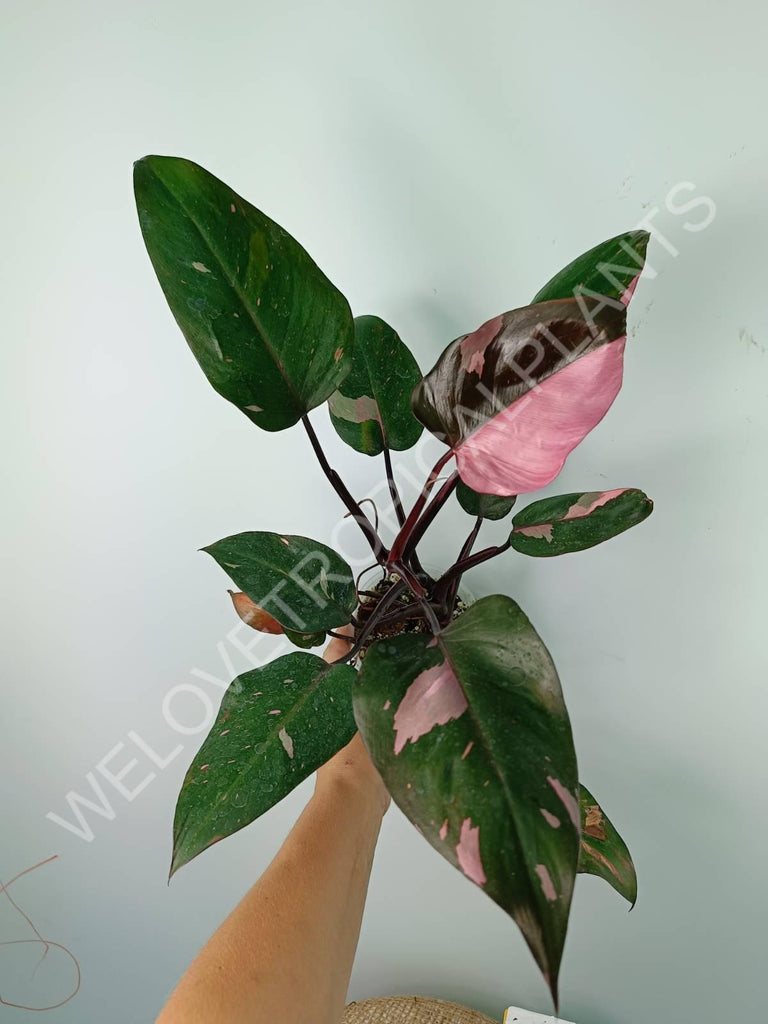 Philodendron pink princess variegata