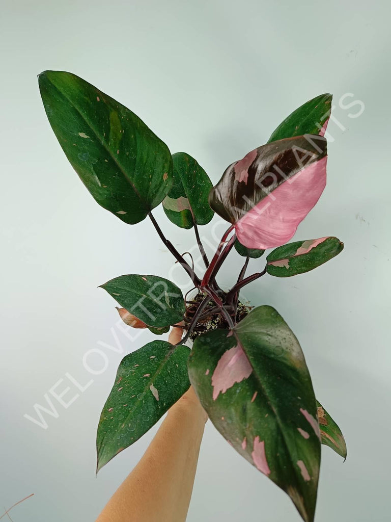 Philodendron pink princess variegata