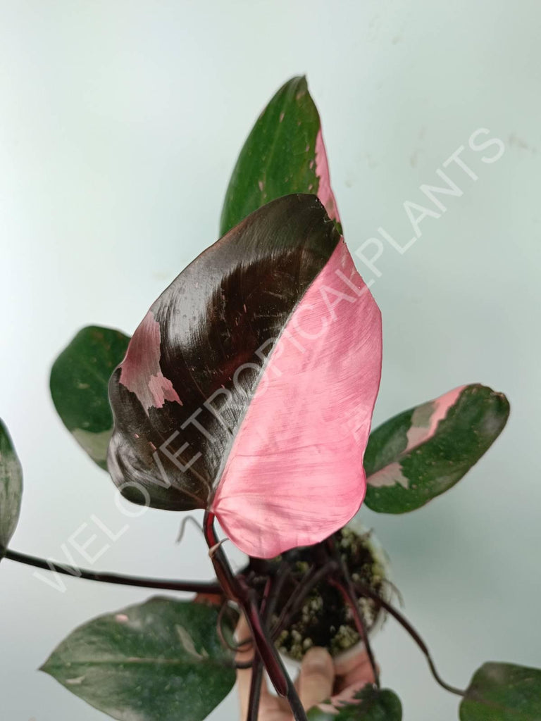 Philodendron pink princess variegata