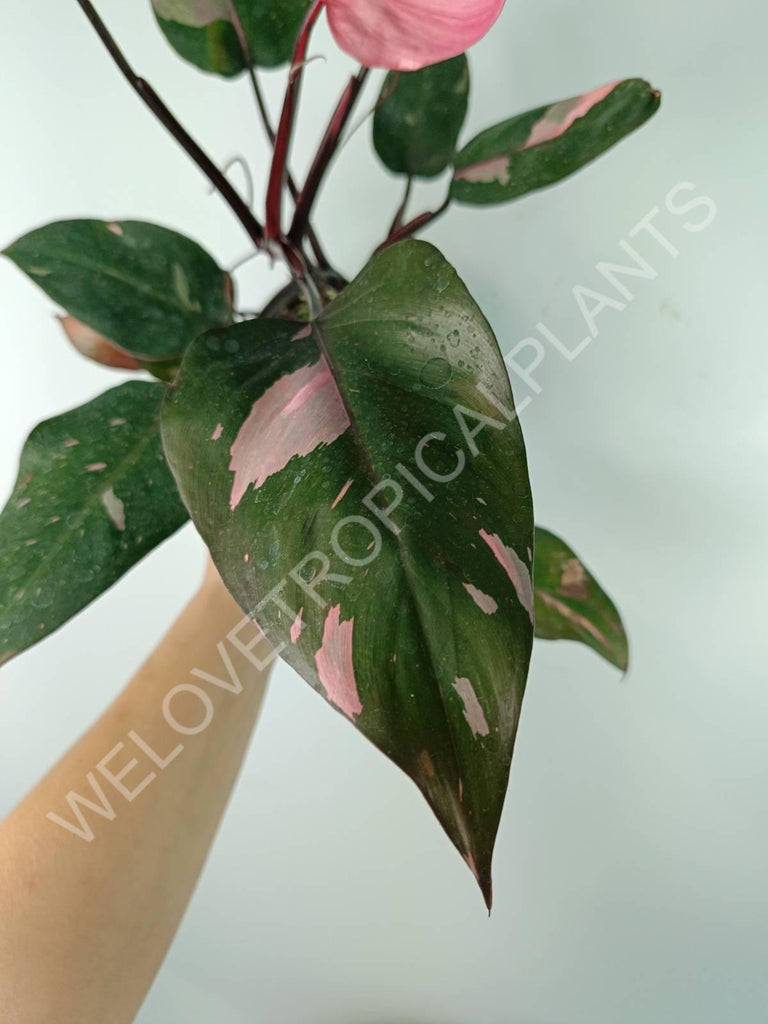 Philodendron pink princess variegata