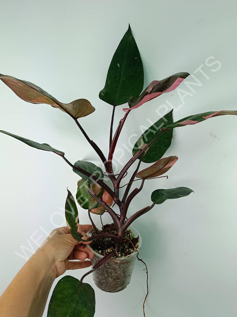 Philodendron pink princess variegata