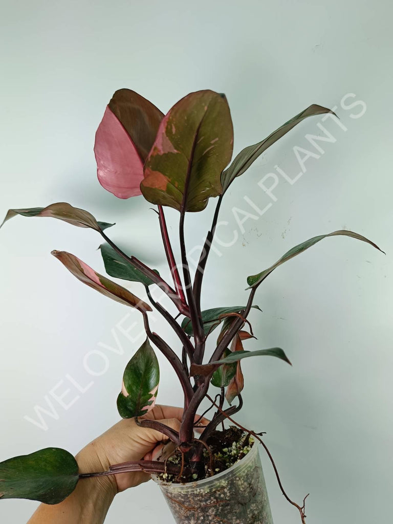 Philodendron pink princess variegata