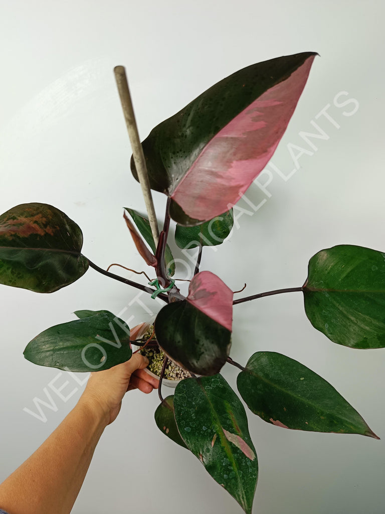 Philodendron pink princess variegata