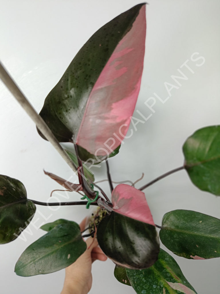 Philodendron pink princess variegata