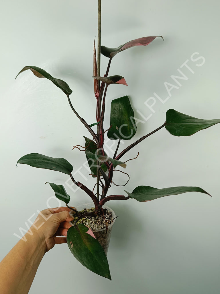 Philodendron pink princess variegata