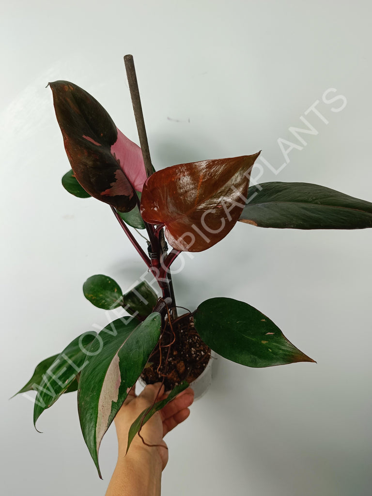 Philodendron pink princess 