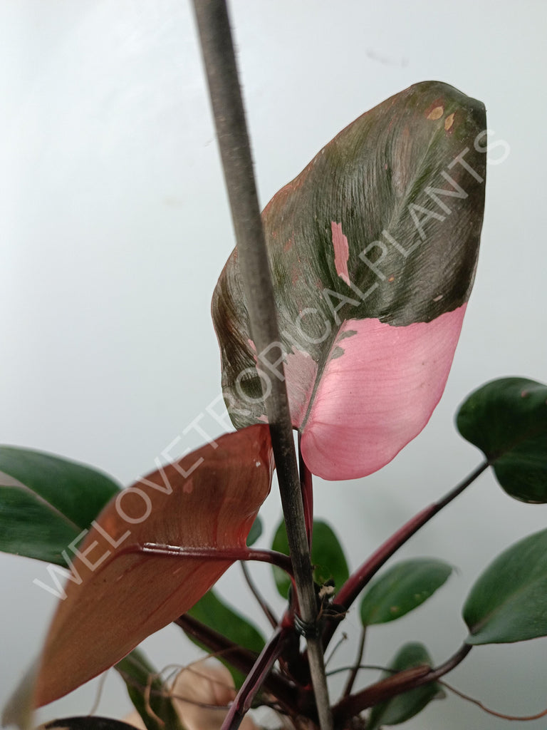 Philodendron pink princess 