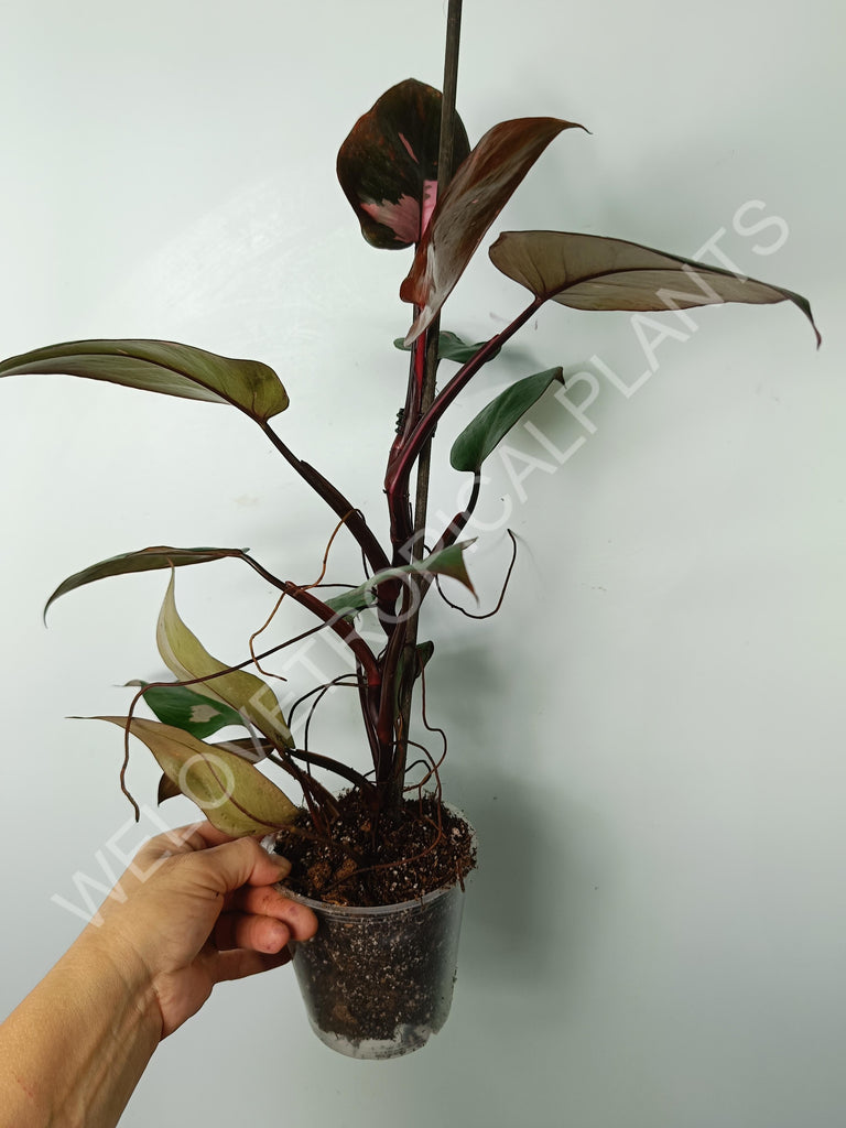 Philodendron pink princess 