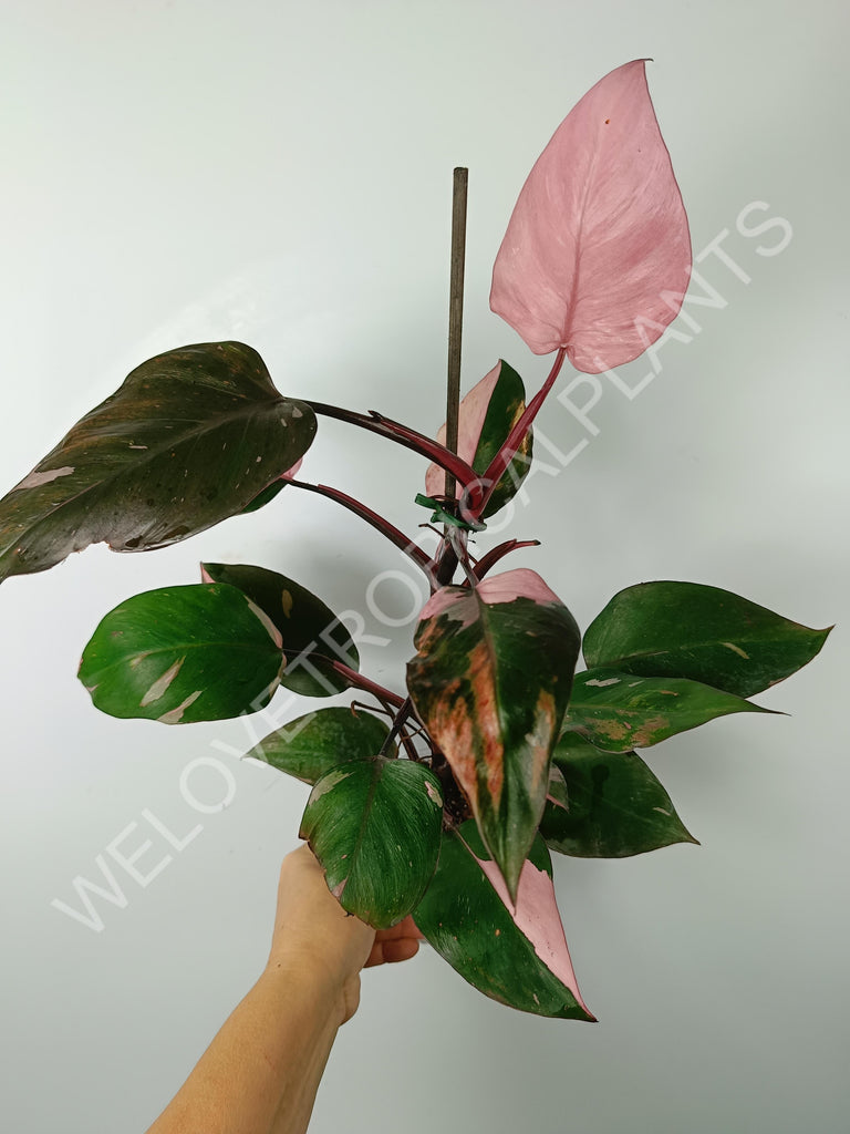 Philodendron pink princess variegata